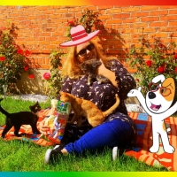 W krainie kotów