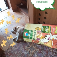 PIES DO SCHRUPANIA